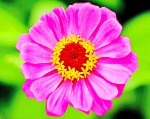 Common Zinnia Plant paint b numbers