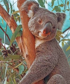 Koala Sleeping On Tree painting by numbers