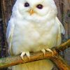 Baby Snowy Owl painting by numbers