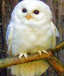 Baby Snowy Owl painting by numbers