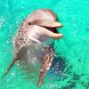 Baby Dolphin painting by numbers