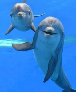 Adorable Dolphins painting by numbers