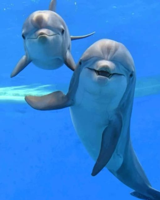Adorable Dolphins painting by numbers