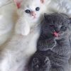 Cute Kittens Lying On Bed painting by numbers
