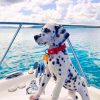 Cute Puppy Dalmatian painting by numbers