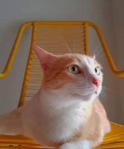 Orange And White Cat On The Chair paint by numbers
