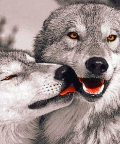 Cute Wolves In Love painting by numbers