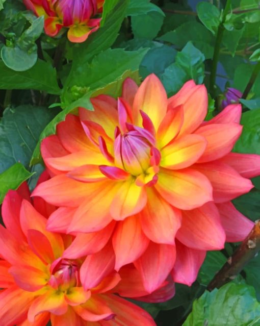 Dahlia FirePot painting by numbers