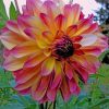 Dahlia Pink Flower painting by numbers