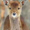 Baby Deer Close Up paint by numbers