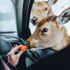 Deer Eating Carrots painting by numbers