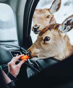 Deer Eating Carrots painting by numbers