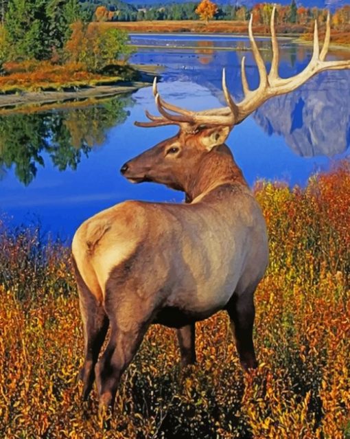 Deer Grand Teton National Park painting by numbers