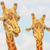 Two Giraffes painting by numbers