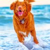 Dog Running In Beach paint by numbers