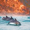 A Pod Of Dolphins In The Sea paint by numbers