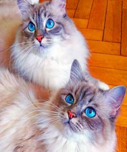 Domestic Long Haired Cats painting by numbers