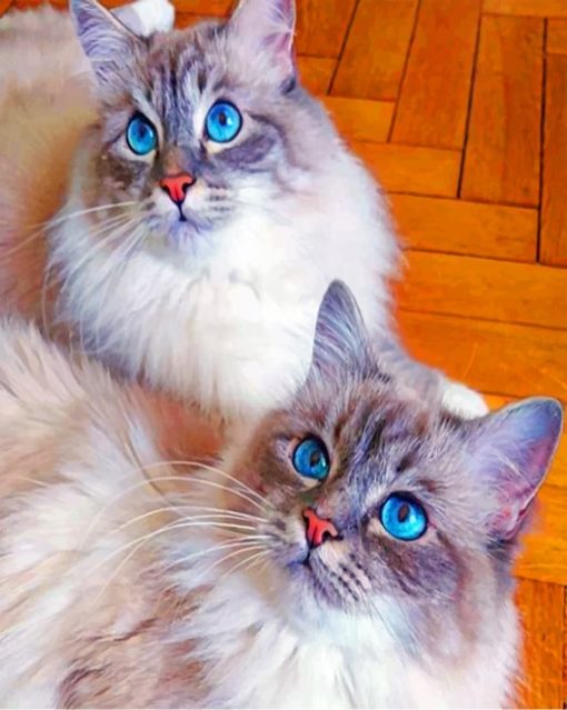 Domestic Long Haired Cats painting by numbers