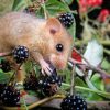 Dourmouse Eating Berry Fruits paint by numbers