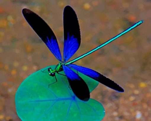 Dragonfly On A Leaf paint by numbers