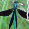 Dragonfly In Black And Light Blue paint by numbers