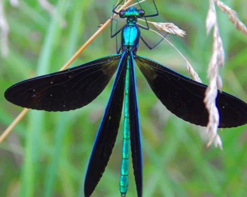 Dragonfly In Black And Light Blue paint by numbers