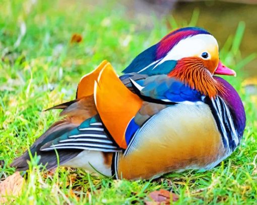 Colorful Duck On The Grass paint by numbers