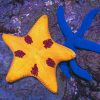 Elegant Sea star And Blue Starfish painting by numbers