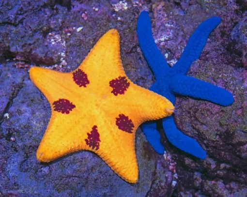 Elegant Sea star And Blue Starfish painting by numbers