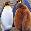 Emperor Penguin Chick Brown painting by numbers
