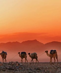 Ethiopian Desert Camels paint by numbers