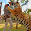 Feeding A Giant Tiger paint by numbers