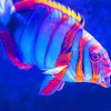 Colorful Fish In Aquarium paint by numbers