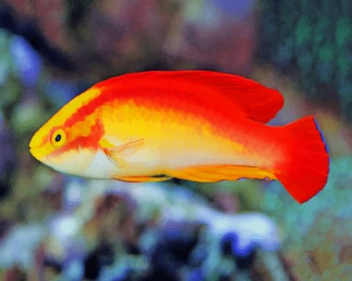 flame wrasse fish paint by numbers