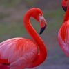 Pink Flamingo Birds paint by numbers