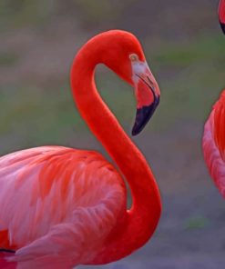 Pink Flamingo Birds paint by numbers