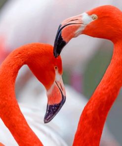 Pink Flamingo Birds Close Up paint by numbers
