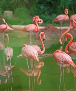 Flamingo Flock paint by numbers