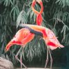 Two Flamingo Birds paint by numbers