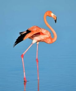 Flamingo Bird On Water painting by numbers
