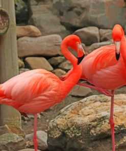 Flamingos In The Zoo painting by numbers