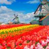 Windmills In A Flower Field paint by numbers