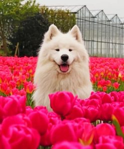 Samoyed Puppy In Flowers Field paint by numbers