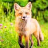Fox Walking In Forest painting by numbers