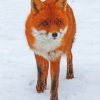 Fox Walking On Snow Field painting by numbers