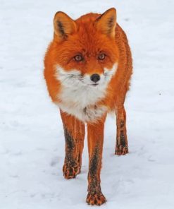 Fox Walking On Snow Field painting by numbers