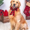 Golden Retriever Christmas paint by numbers