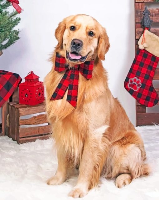 Golden Retriever Christmas paint by numbers