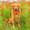 Golden Retriever In Flowers Field paint by numbers