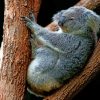 Gray Koala Perching On Tree painting by numbers